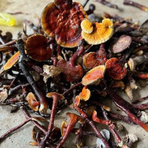 Nấm linh chi cổ cò