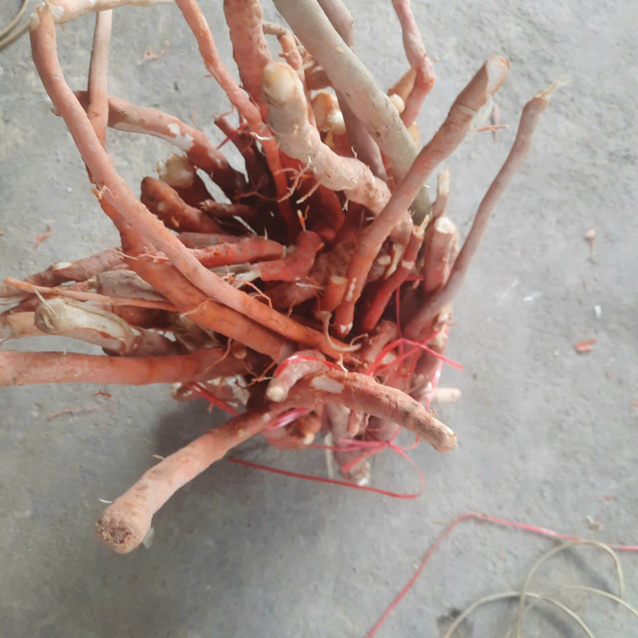 Sâm cau rừng Kontum